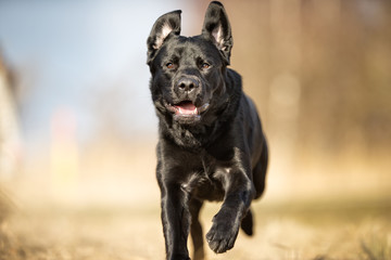Black labrador retriever