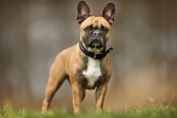 Fototapete Tieren Französische Bulldogge