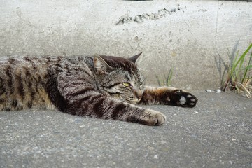 猫　昼寝　野良　アスファルト