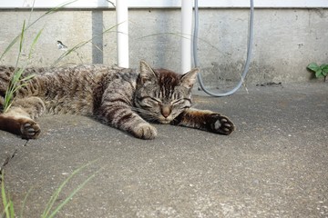 猫　昼寝　野良　アスファルト