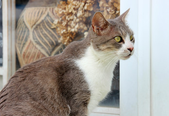 ドアの向こうが気になる猫