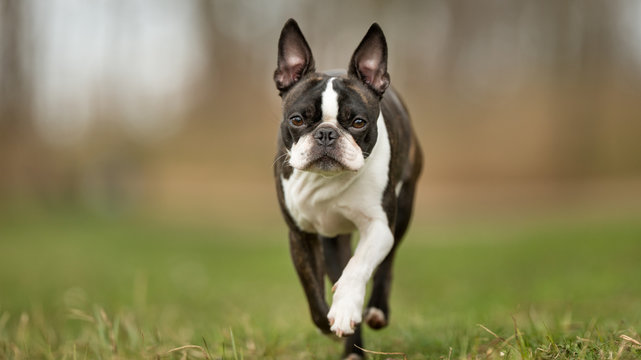 Running with hotsell boston terrier