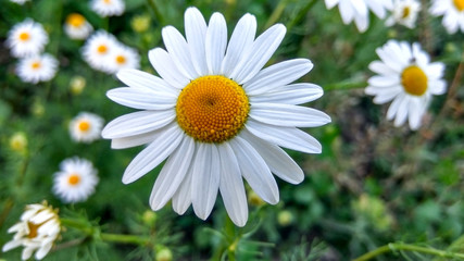 Obraz premium chamomile
