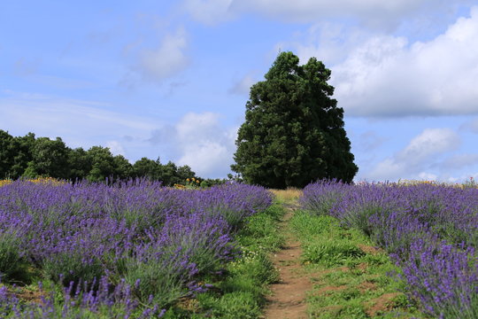 三重のラベンダー畑 Images Browse 8 Stock Photos Vectors And Video Adobe Stock