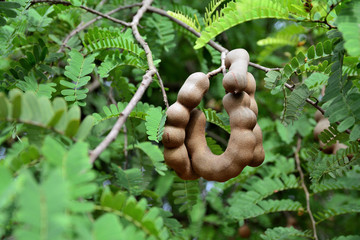 raw tamarind on tree