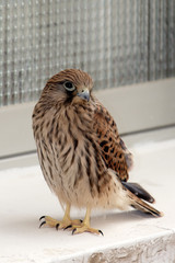 Cría de halcón en ventana