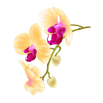 Beautiful  Orchid Yellow stem with flowers and  buds closeup isolated vintage  vector editable illustration hand draw