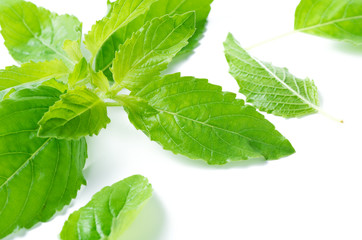 fresh Holy basil leaf isolated on white background