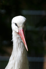 Storch