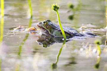 Ein Teichfrosch (Pelophylax esculentus) liegt im Frühling in einem Teich in Frankfurt, Deutschland.