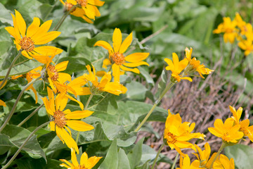 Yellow Flowers