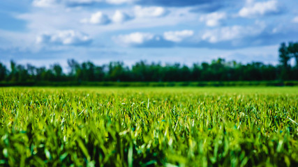 Fototapeta na wymiar green grass field and blue sky