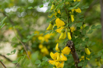 Obraz premium Bladder-senna, North Khorasan, Iran