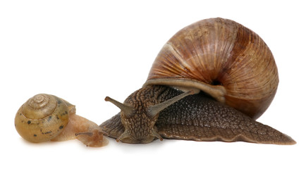Garden snail isolated on white. Snail and baby snail family.