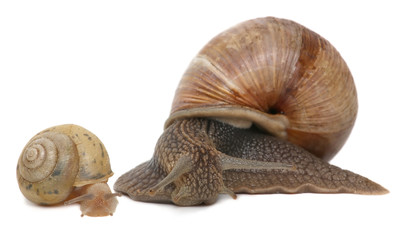 Garden snail isolated on white. Snail and baby snail family.