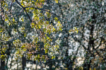 Bunches of white cherry blossoms