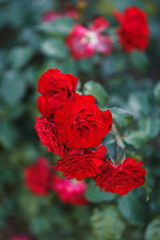 Red roses bush