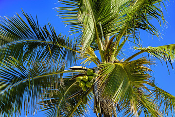 Fototapeta premium Coconut tree with somes coconuts and the blue sky in the background