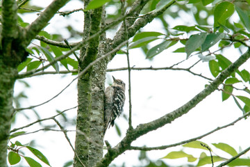 野鳥　コゲラ