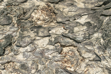 Surface of Samanea saman or Albizia saman bark background the rain tree texture