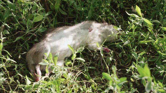 A dead rat lies in the grass. Concept - unsanitary conditions, epidemics, bad ecology