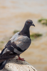 鳩