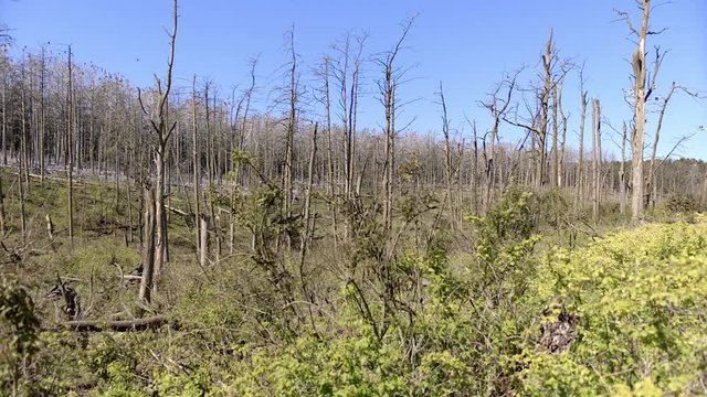 Forest cover. Thicket. Rays of light through trees. Nida. Lithuania