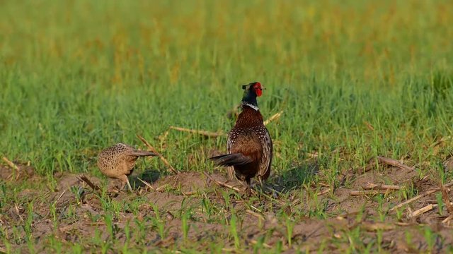 Fasan Hahn mit Henne auf Feld, Mai