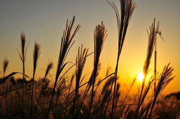 silver grass in sunset