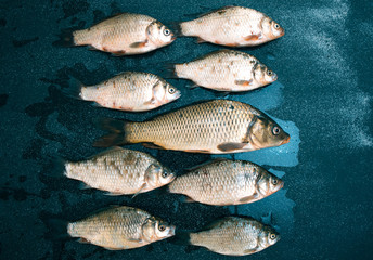 Fresh fish on a black matte background.