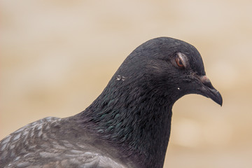 鳩