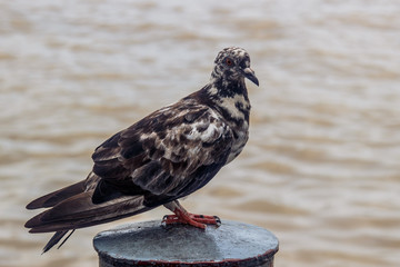 鳩
