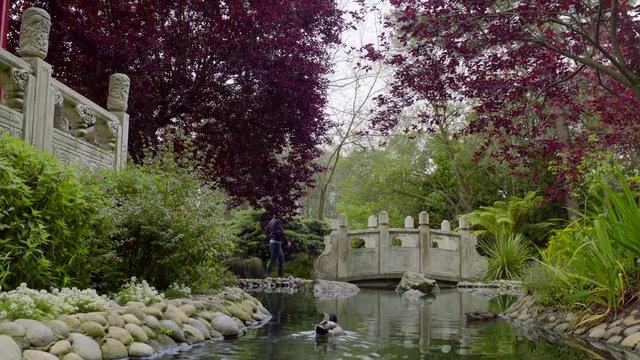 Tourist Takes A Photo Of Ducks Swimming In A Pond In A Beautiful Asian Garden