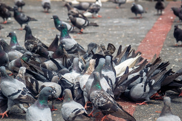 Fototapeta premium Gołąb