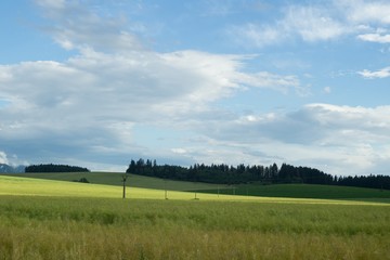 Wheat field during sunset. Slovakia