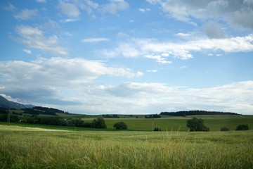 Fototapeta premium Wheat field during sunset. Slovakia