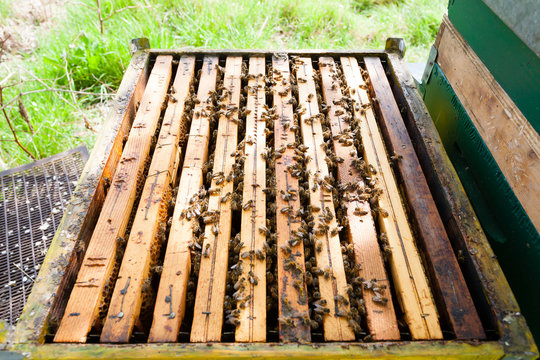 Open hive, beekeeping © elleonzebon