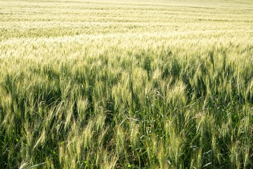 Wheat field during sunset. Slovakia