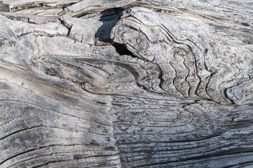 Rustic wood texture / Rustic gray wood background with structural effect.