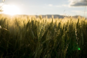 Naklejka premium Wheat field during sunset. Slovakia