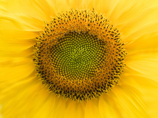 Sunflowers In Very Close-up Macro