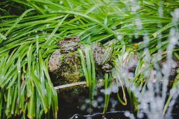 Frösche und Kröten im grünen Garten Gras 