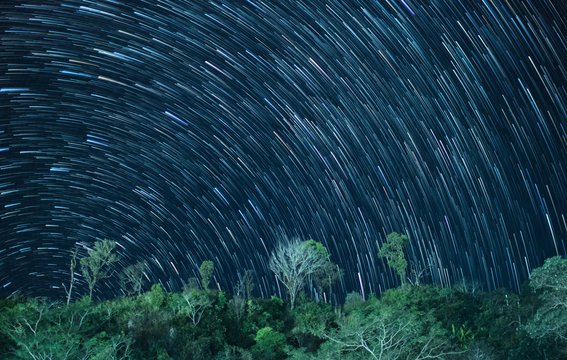 Star trails in the night sky with tree on mountain.