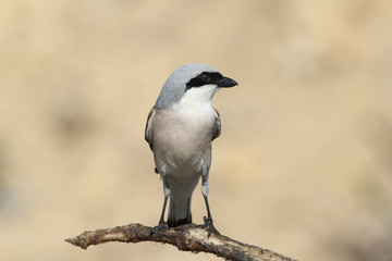 Red-backed shrike