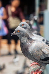 鳩