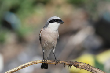 Red-backed shrike