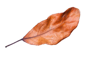 Dry leaves on white background