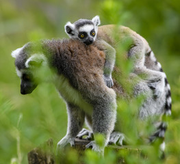 Lemur catta baby on the mother's back/Lemur catta baby and mother/Lemur Catta