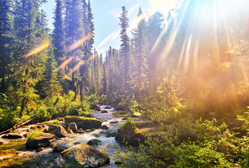 Beautiful sunlight in Siberian mountain forest