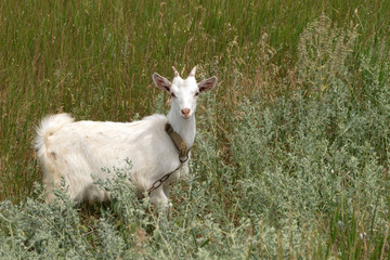 White goat grazes on the meadow